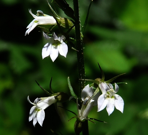 {Lobelia inflata}